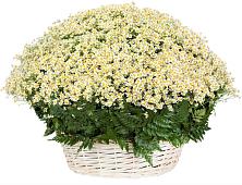 Цветочная композиция из Ромашки в корзине #REPLACE_PRED# Аллерое